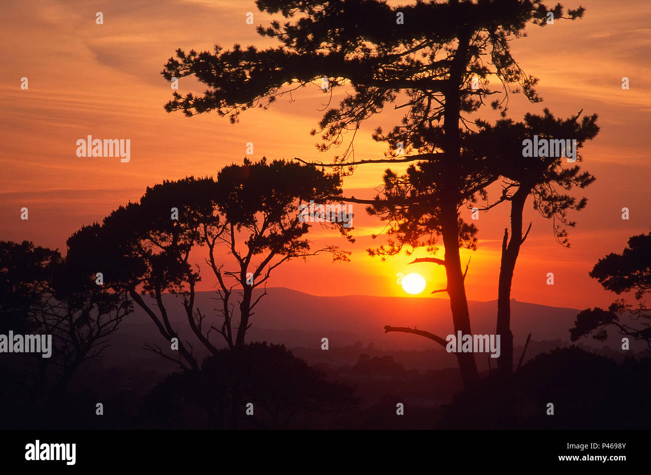 Pine trees silhouetted against a dramatic sunset on Dartmoor in Devonshire, England Stock Photo
