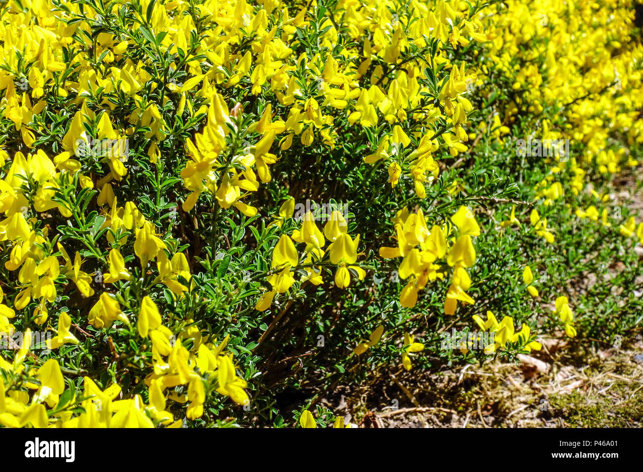 Hairy Greenweed, Genista pilosa ' Yellow Spreader ' Stock Photo
