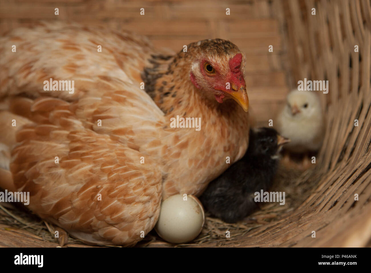 Santos Sp 09 02 2013 Galinheiro Galinha Ovo Pintinho Foto Douglas Aby Saber Fotoarena Stock Photo Alamy