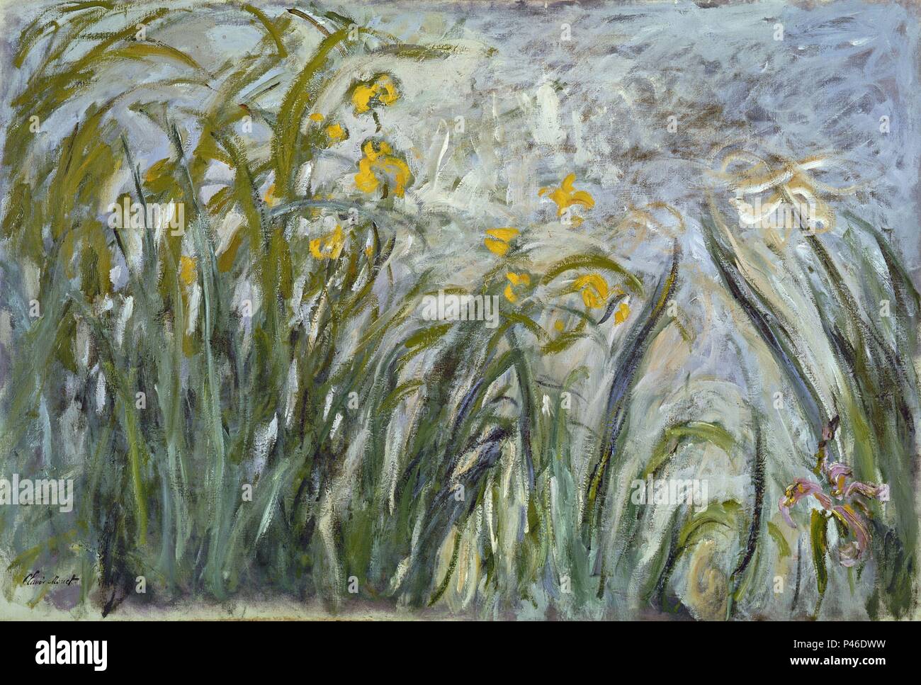 Yellow and Purple Irises - 1924/25 - 106x155 cm - oil on canvas. Author: Claude Monet (1840-1926). Location: MUSEO MARMOTTAN, FRANCE. Also known as: LOS IRIS JOVENES DE GIVERNY. Stock Photo