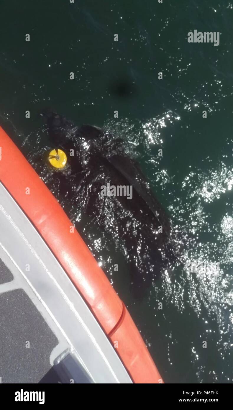 An entangled leatherback turtle is pictured along side a Coast Guard 45-foot rescue boat, wrapped in line from a lobster pot, Sunday, June 19, 2016 near Woods Hole, Massachusetts. The turtle was freed by members of the Center For Coastal Studies and a Coast Guard crew from Station Woods Hole. (U.S. Coast Guard photo) Stock Photo