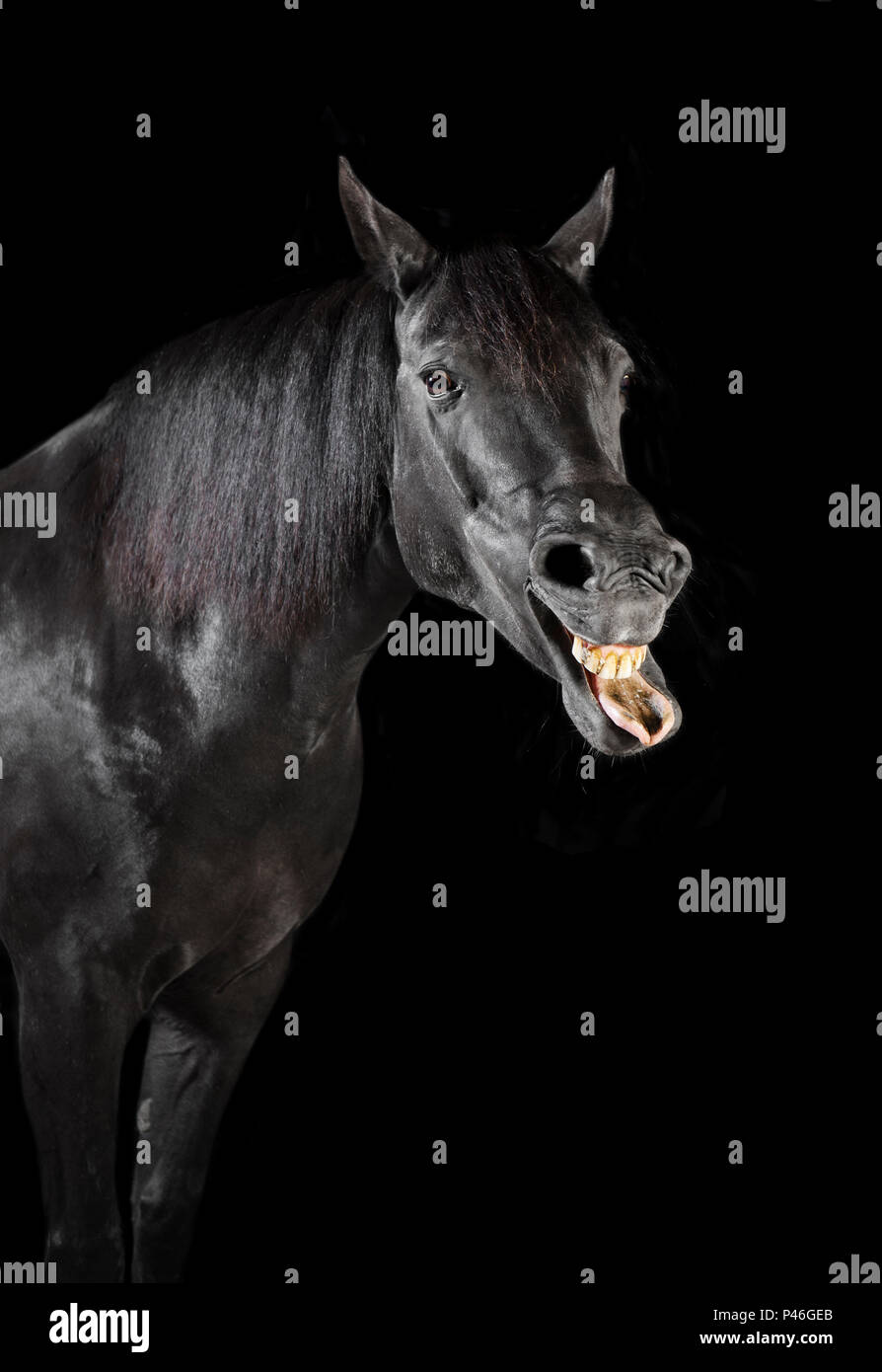 a black horse in front of black background in the studio Stock Photo
