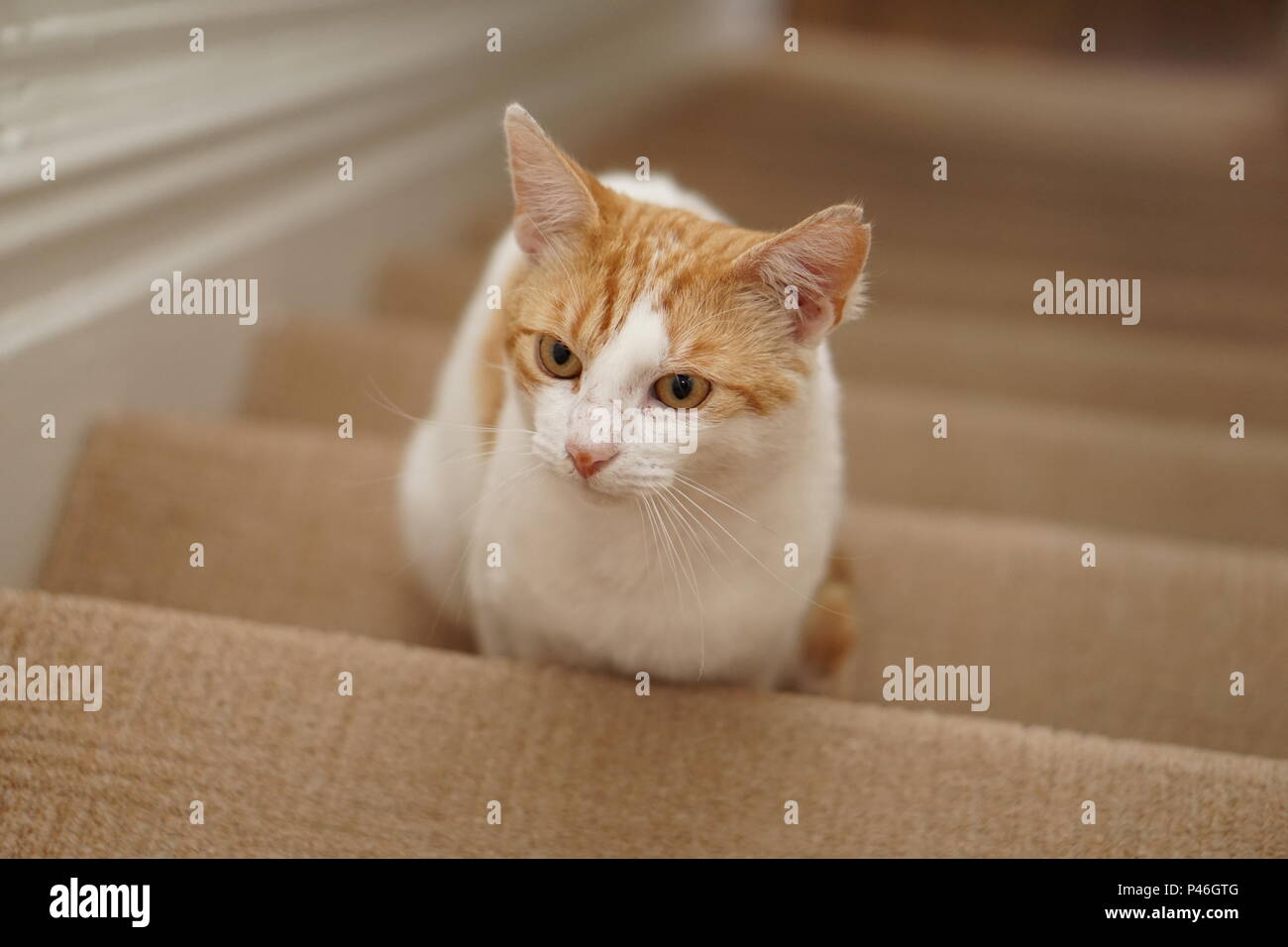 White and ginger cat on staircase Stock Photo - Alamy