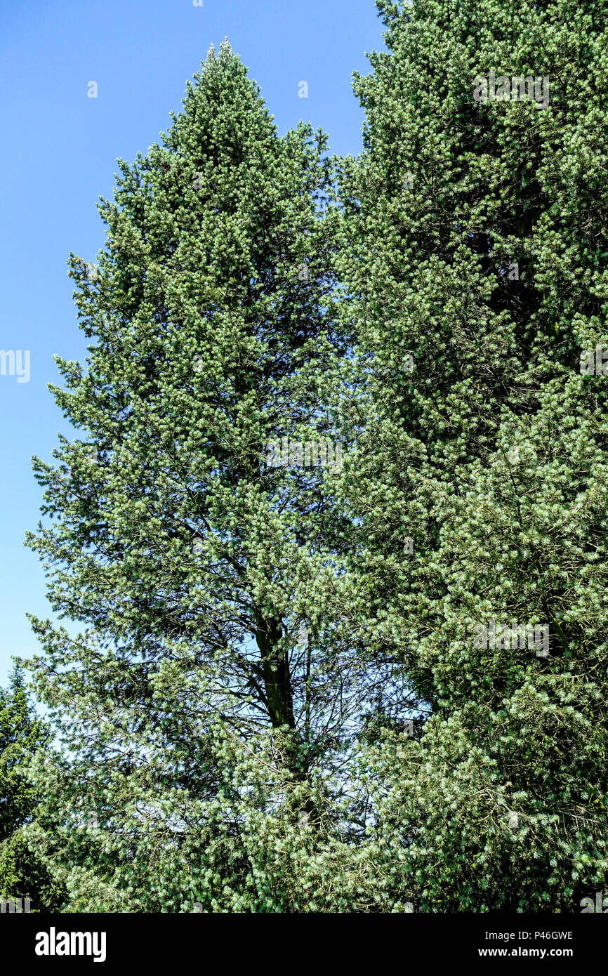 Pseudotsuga menziesii tree ' Pyramidalis Glauca ' Pseudotsuga menziesii Douglas fir tree Stock Photo
