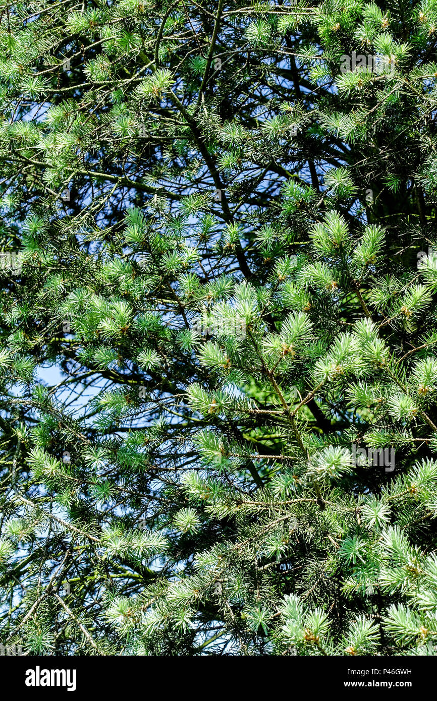 Pseudotsuga menziesii ' Pyramidalis Glauca ' Douglas fir Stock Photo
