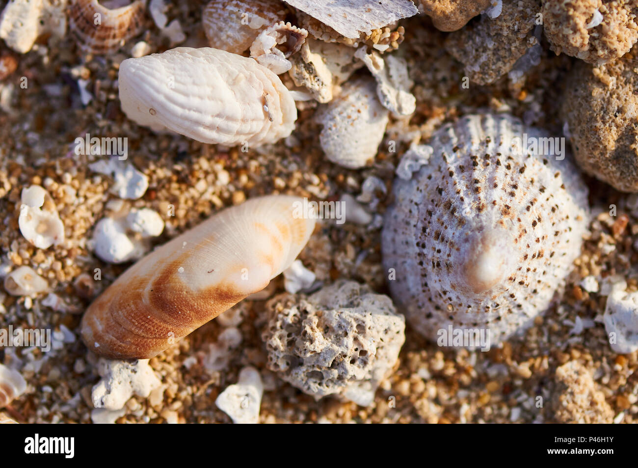 Macro detail of a variety of seashells (limpet and bivalve) and rocks in the sand in Ses Salines Natural Park (Formentera, Balearic Islands, Spain) Stock Photo