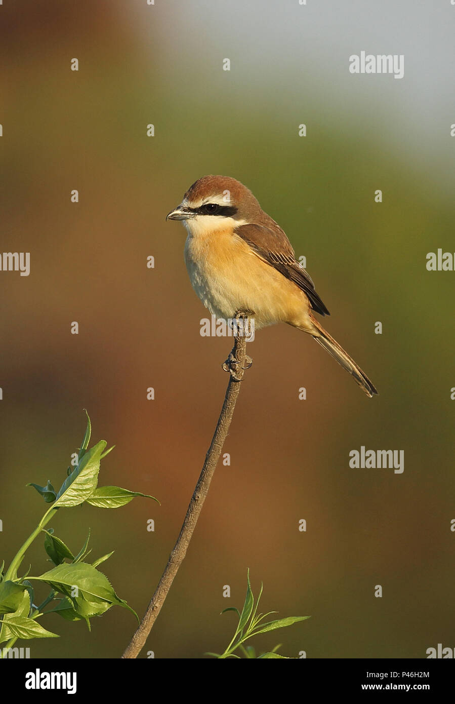 Brown Shrike (Lanius cristatus superciliosus) adult male perched on twig  Hebei, China       May 2016 Stock Photo