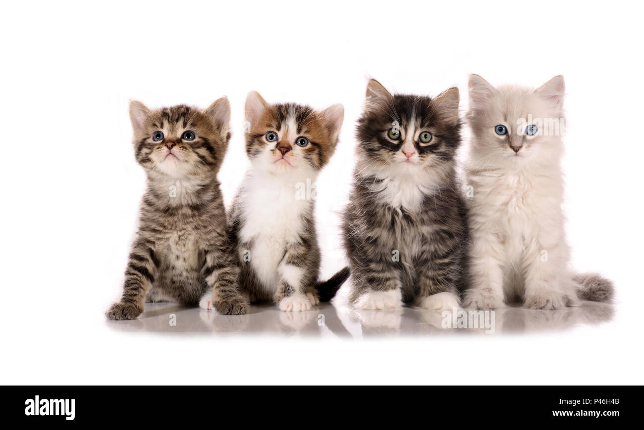 two domestic cats, one sibirian and one neva masquarade kitten sitting on a white background Stock Photo