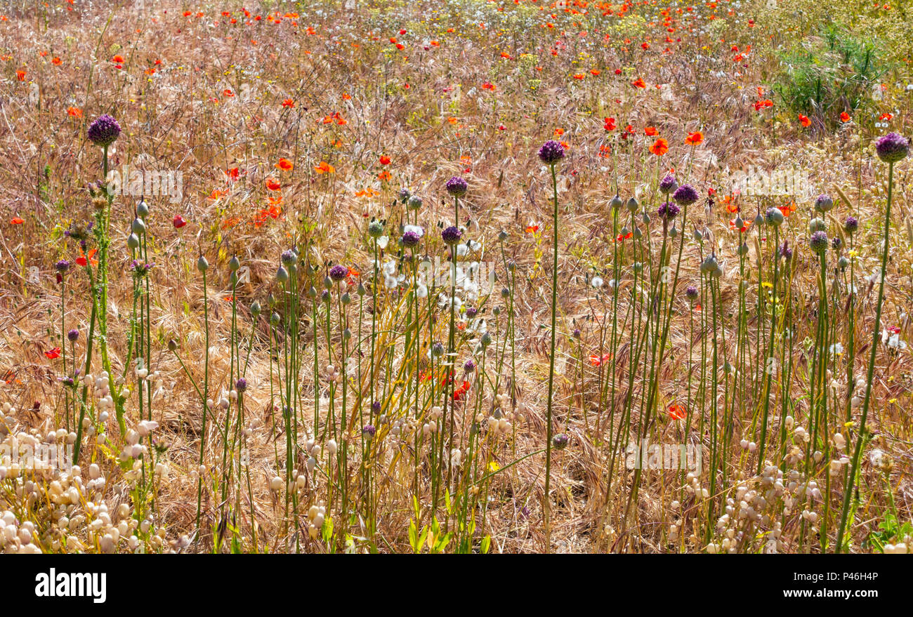 Allium ampeloprasum (wild Leek) growing in wildflower meadow in mountains of Gran Canaria, Canary Islands, Spain Stock Photo