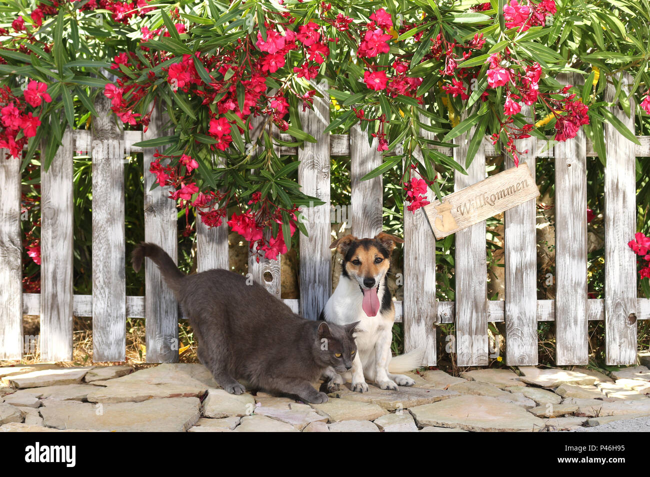 jack russell and domestic cat (blue) sitting at a fence with a