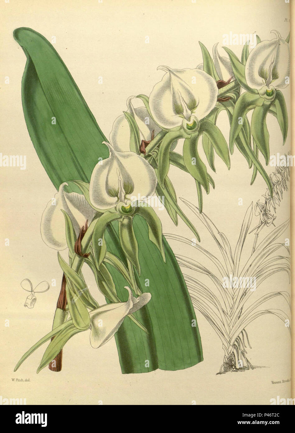 111 A second century of orchidaceous plants (8360482335). Stock Photo