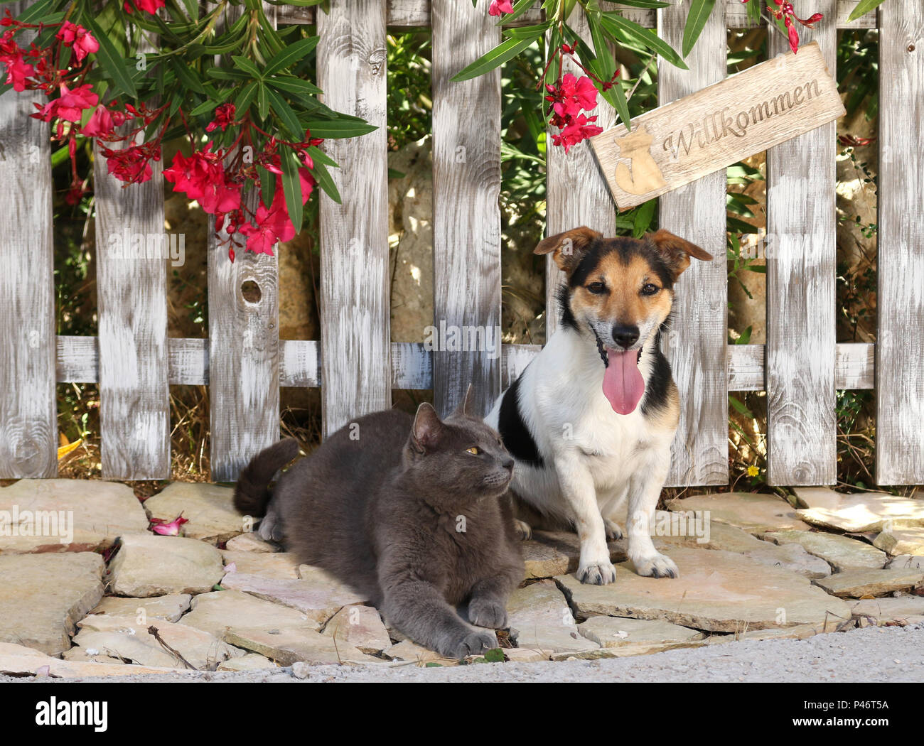 jack russell and domestic cat (blue) sitting at a fence with a