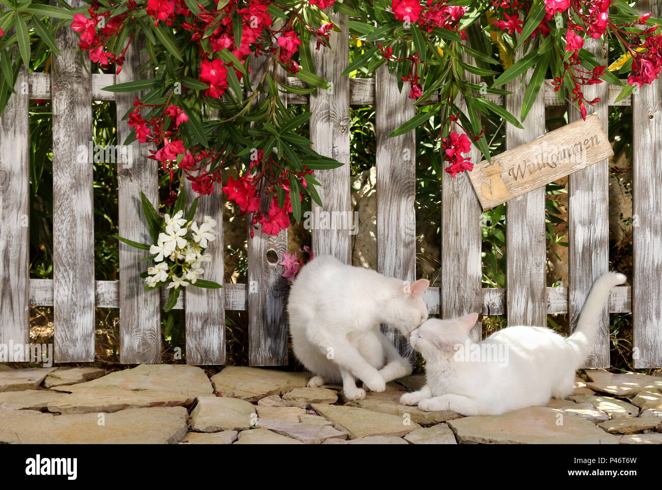 two white cats cuddling at a fence with an oleander shrub Stock Photo
