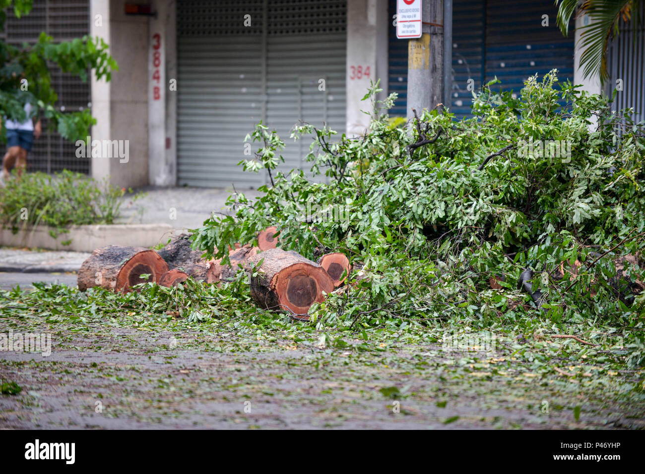 Arvore de rua hires stock photography and images Alamy Arvore de rua hires stock photography and images Alamy