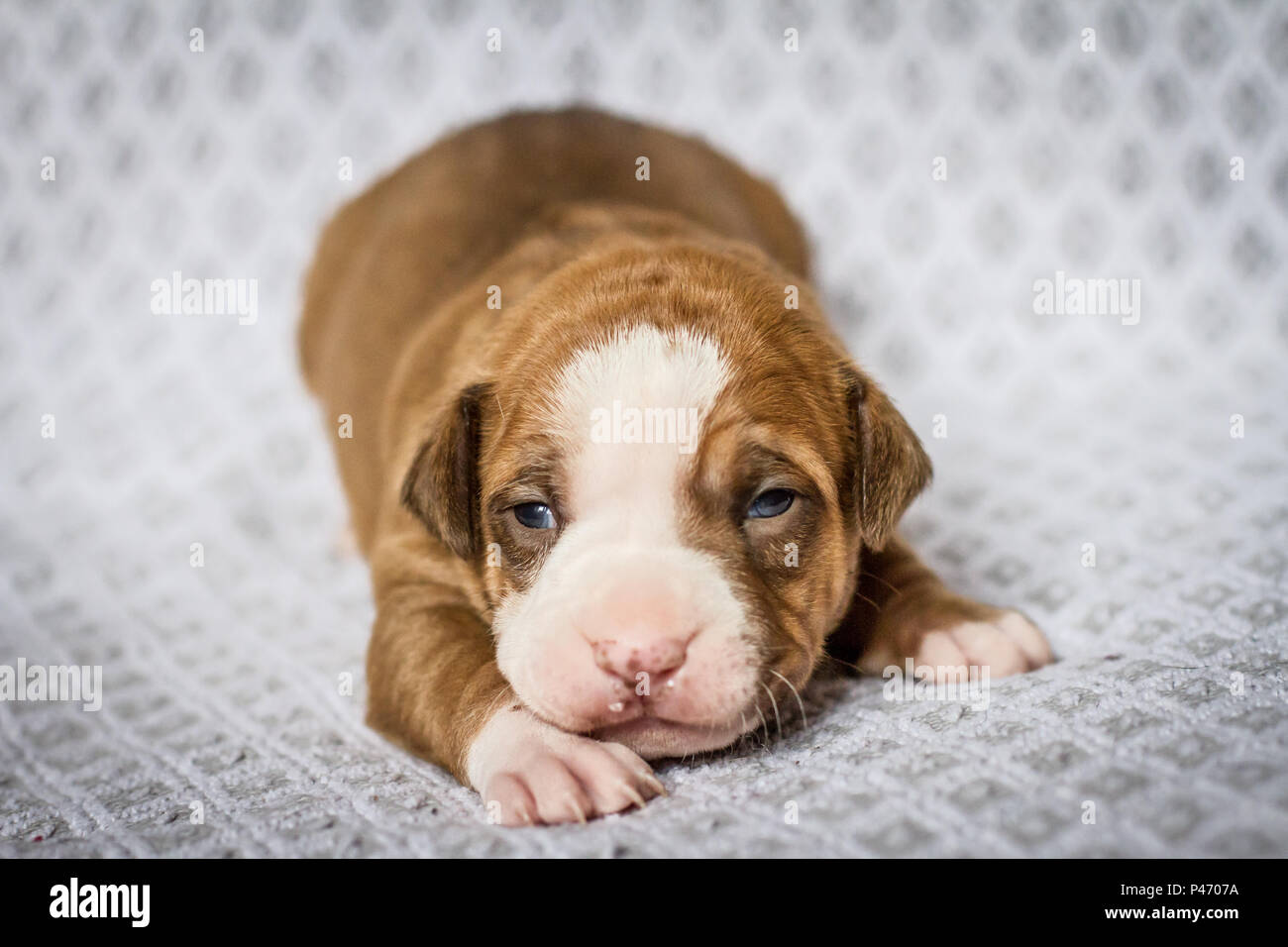 2 weeks old American Pit Bull Terrier puppy, Czech Republic Stock Photo -  Alamy