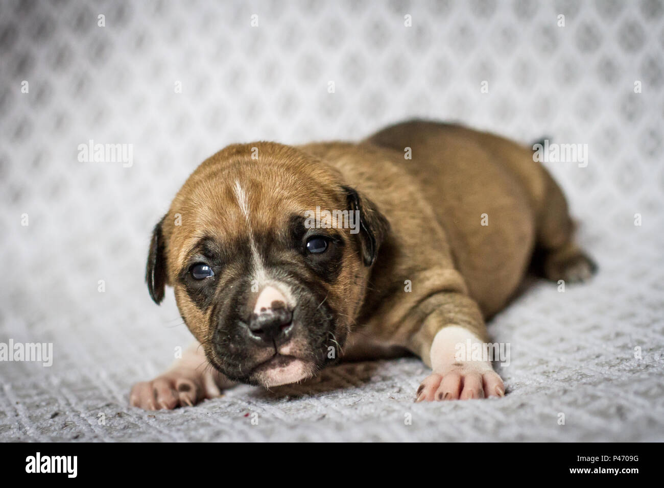 2 week old pitbull puppies