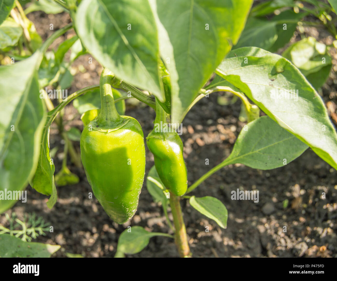 Green sweet pepper grows in the ground in the garden, the concept of growing organic vegetables Stock Photo