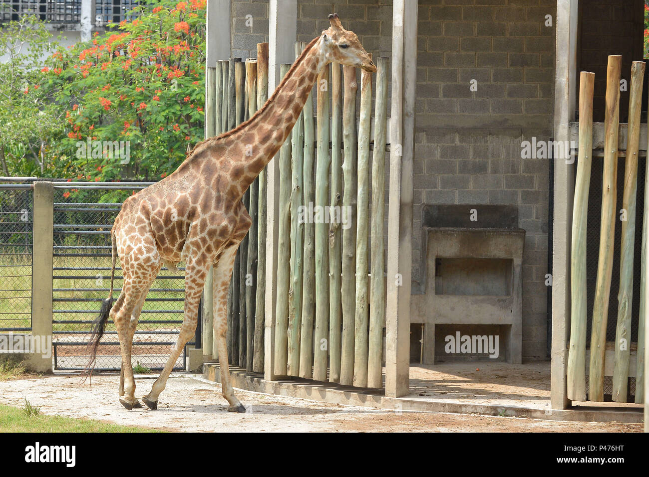 Rio de Janeiro/RJ, Brasil - 23/01/2015 – O Zoológico do Rio corre o risco  de ficar sem a única girafa que tem devido a uma decisão da Justiça do  Distrito Federal, que