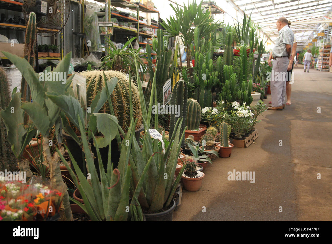 CAMPINAS, SP - 28/01/2015: CEASA - Mercado permanente de flores do Ceasa  Campinas. (Foto: Gustavo Magnusson / Fotoarena Stock Photo - Alamy
