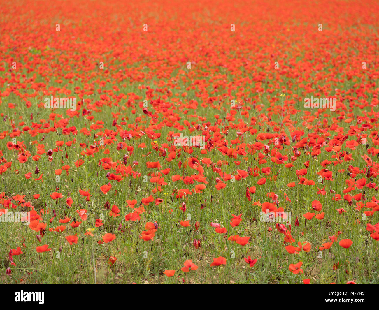 Poppies field in luberon france hi-res stock photography and images - Alamy