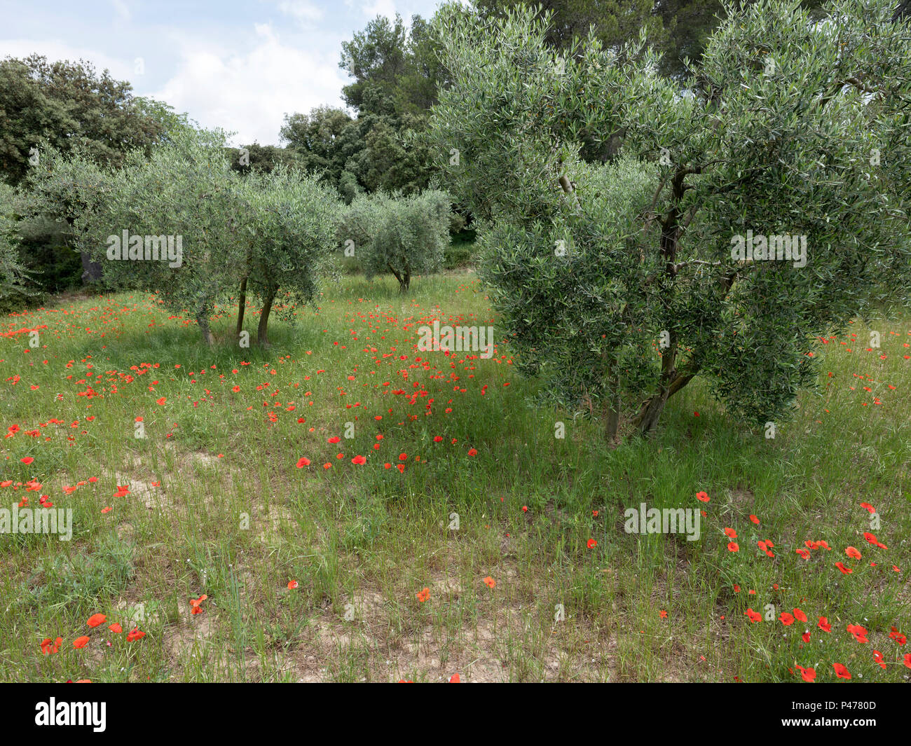 Poppies field in luberon france hi-res stock photography and images - Alamy