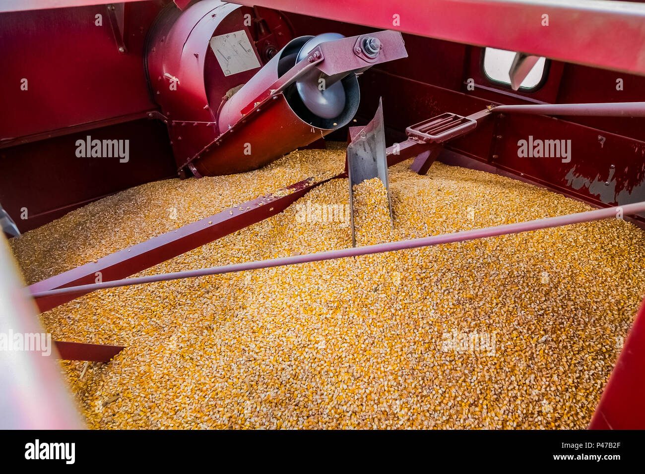 Inside view of a Commercial Maize farming combine harvester, where the