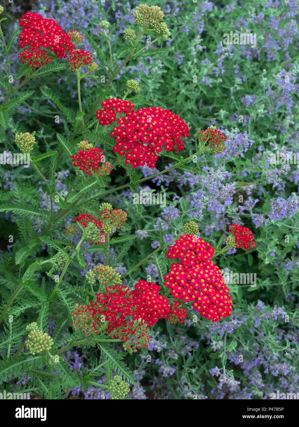Achillea Fanal with flowering Catmint  in flower Stock Photo