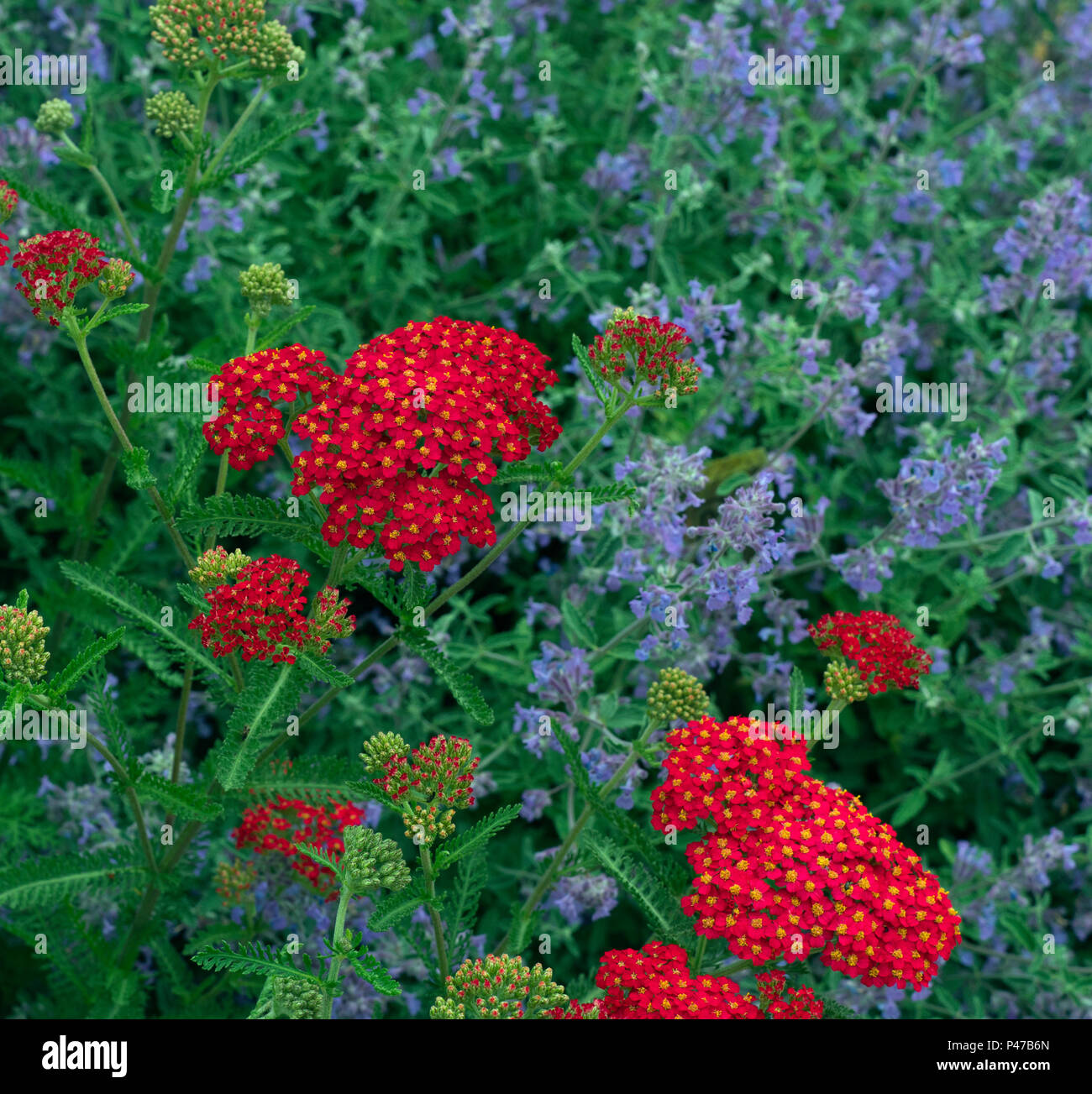 Achillea Fanal with flowering Catmint  in flower Stock Photo