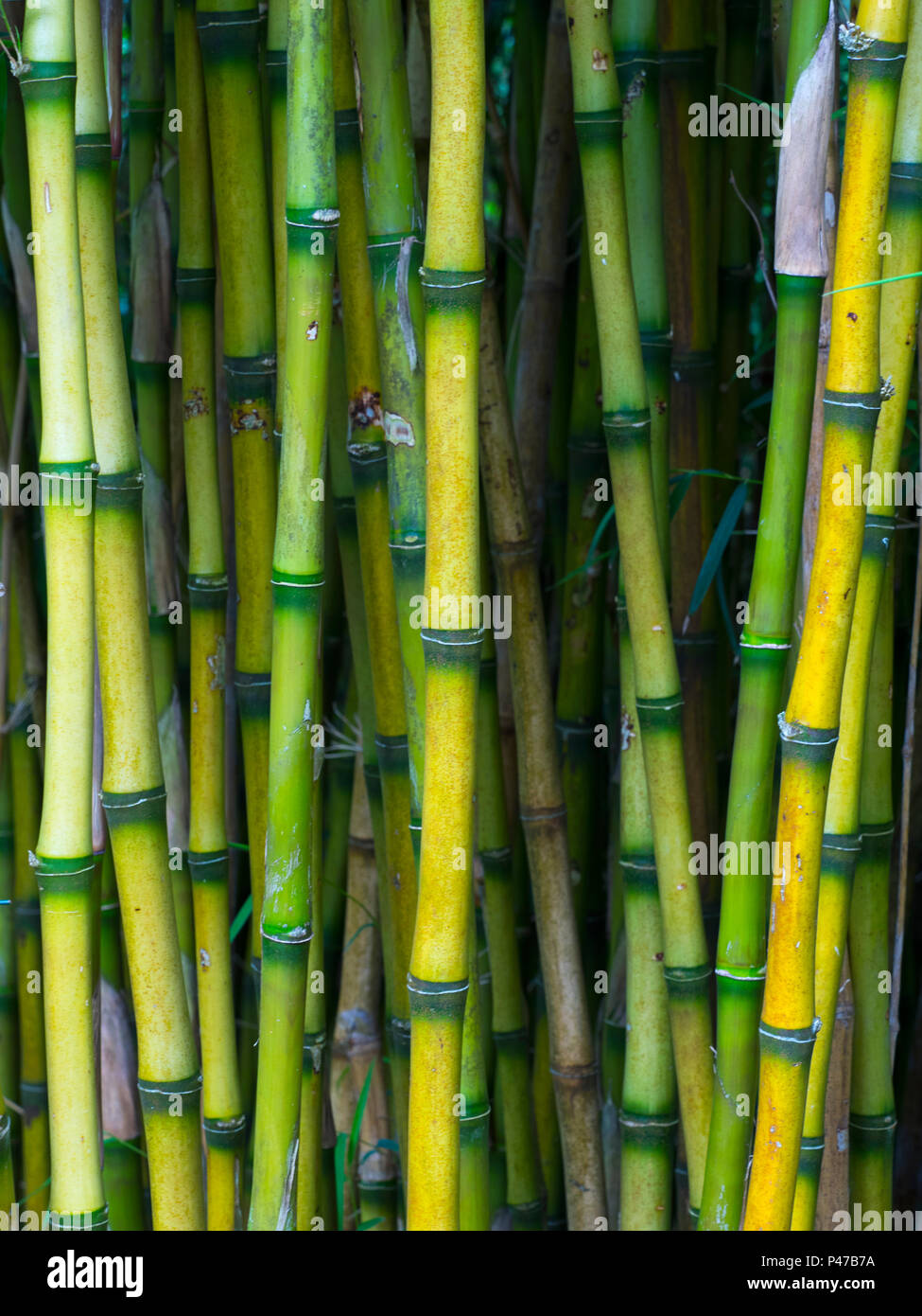 Bamboo Chusquea Gigantea originates from Chile Stock Photo