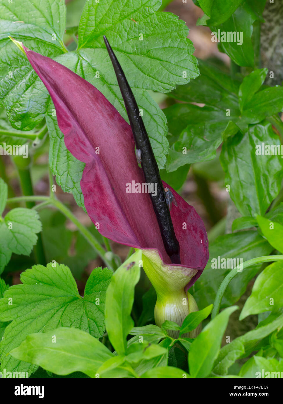 Dragon arum Dracunculus vulgaris Stock Photo