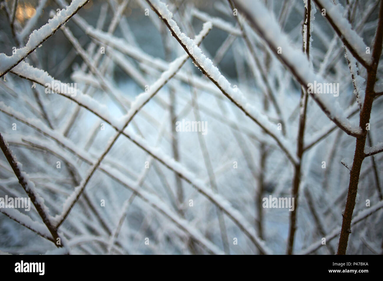 Extreme close up of bare tree branches covered in a thin layer of snow ...