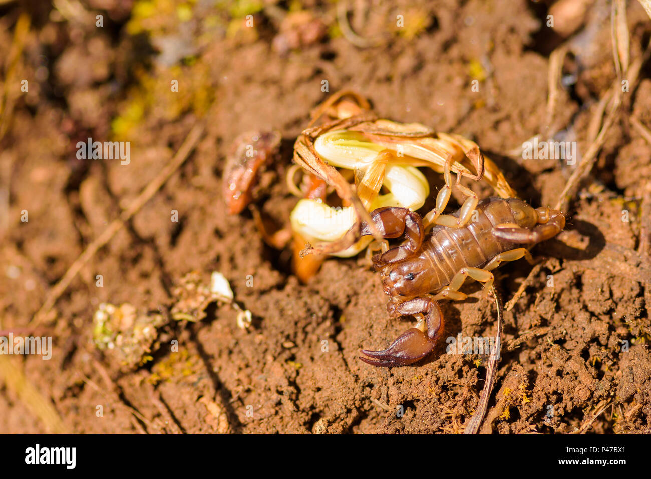 Euscorpius is a genus of scorpions, commonly called small wood-scorpions. It presently contains 17 species and is the type genus of the family Euscorp Stock Photo