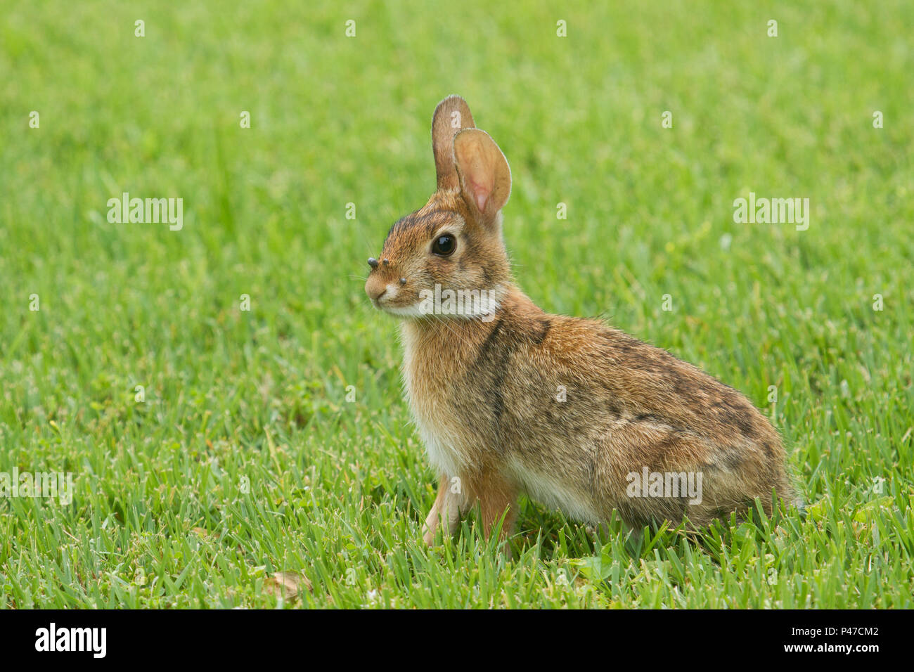 Rabbit parasite hires stock photography and images Alamy