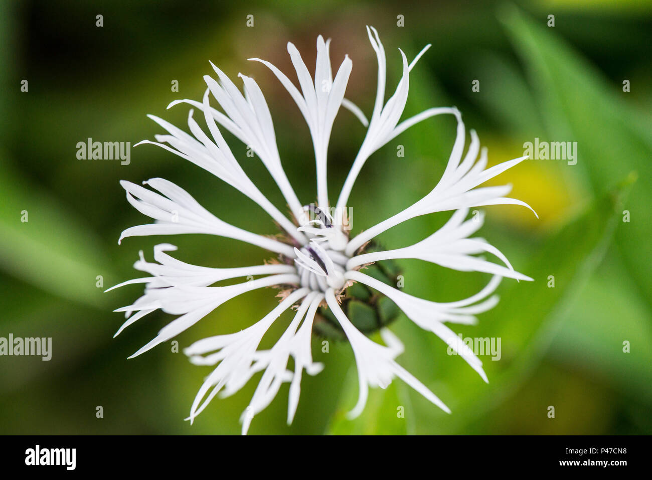 A white perennial cornflower (Centaurea montana 'Alba') Stock Photo