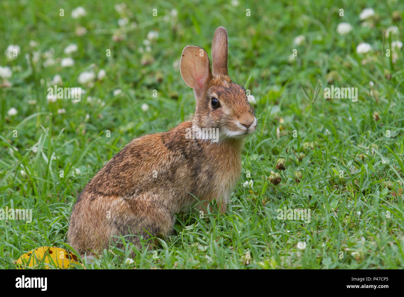 An eastern cottontail rabbit eating clover from an urban lawn Stock