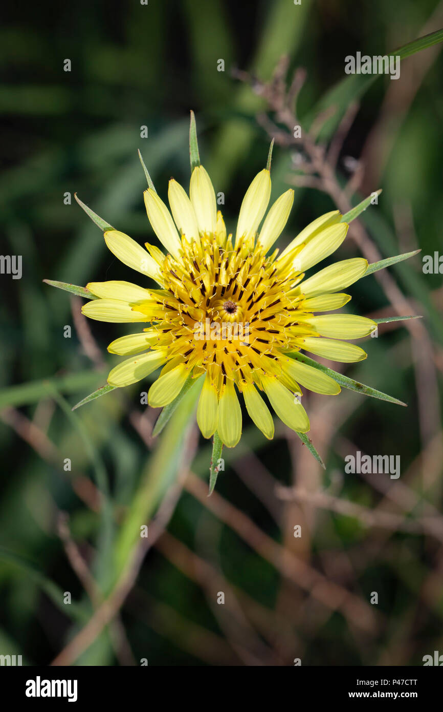 Flower, Goat's-beard, Iowa, Loess Hills, native prairie plant, noxious, prairie plants, Stone Park, Tragopogon dubius, weed, yellow, yellow blossom, y Stock Photo