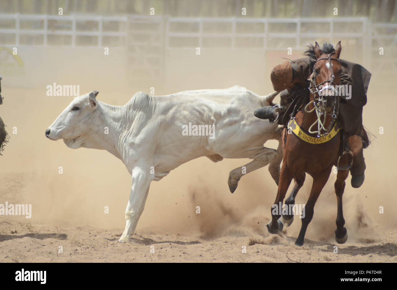 Cavalo rindo da câmera. foto de stock. Imagem de rural - 227099740