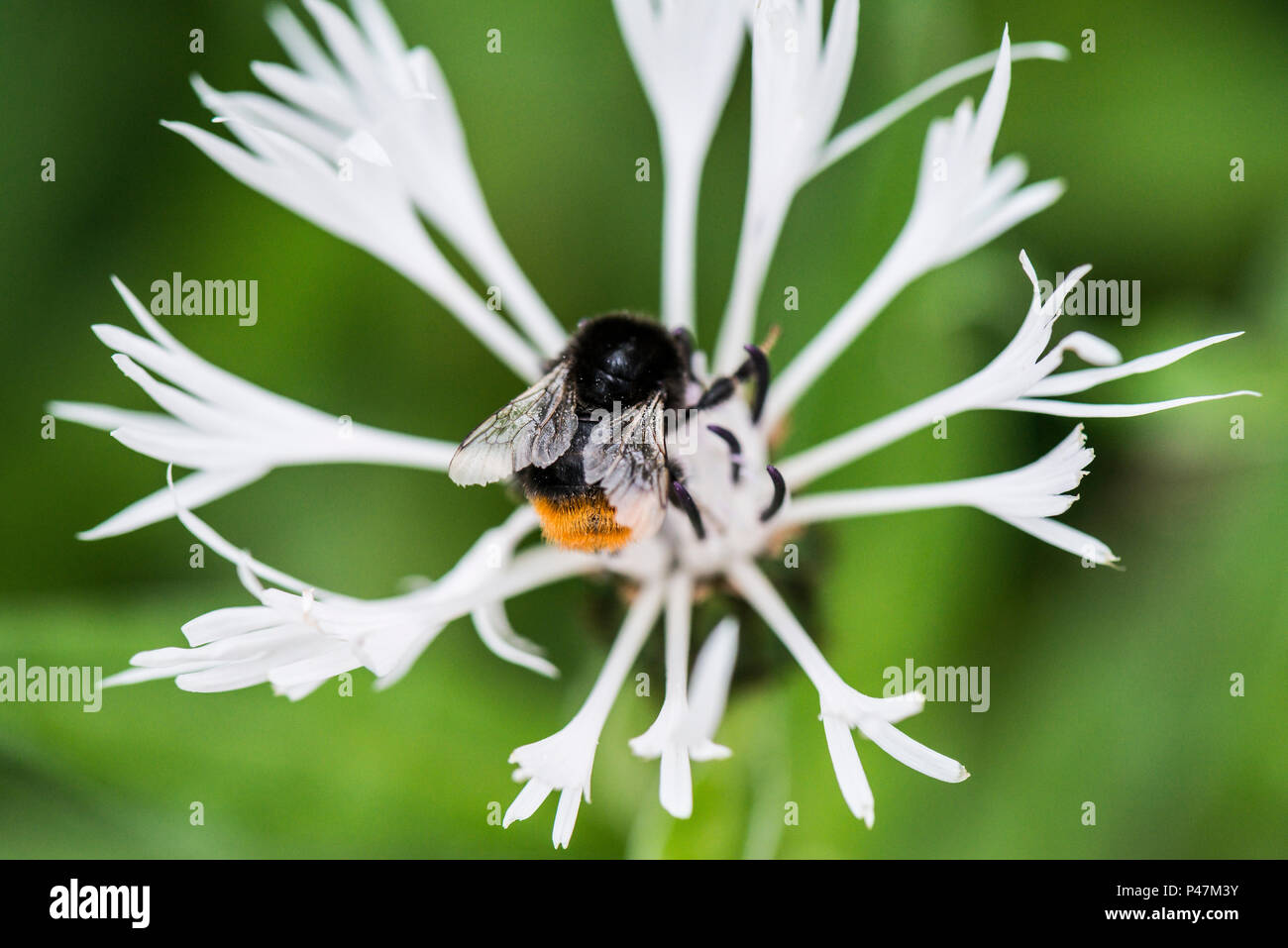 A bee on a white perennial cornflower (Centaurea montana 'Alba') Stock Photo