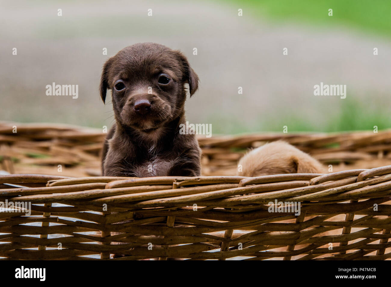Cachorros à venda em são joão da boa vista Clearance
