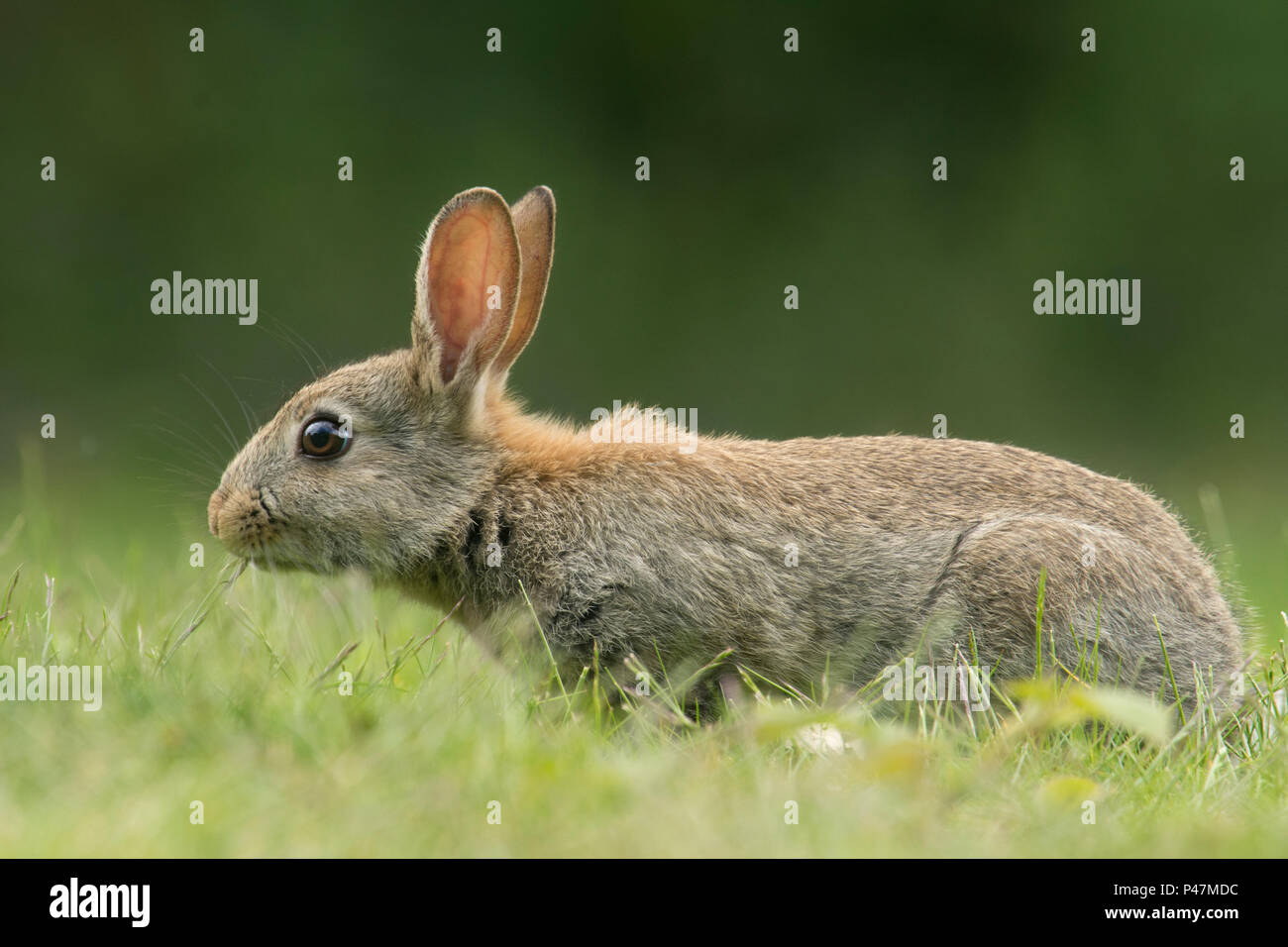 Rabbit profile hi-res stock photography and images - Alamy