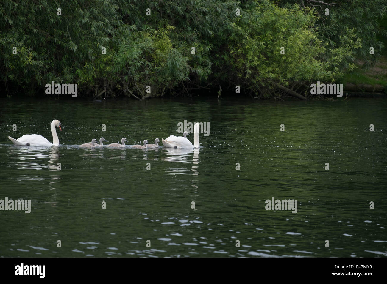 swan and on back Stock Photo Alamy