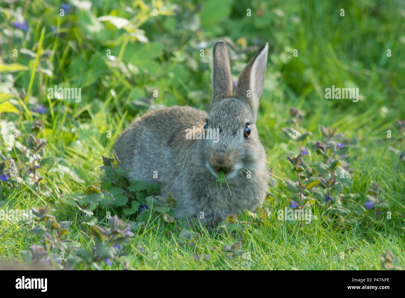 Wild Rabbits Uk Weeds wild woodland young hi-res stock photography and images - Alamy