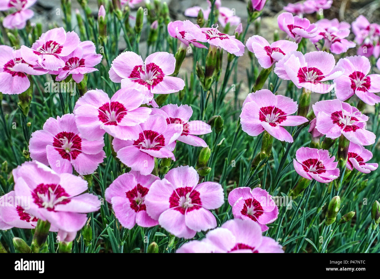 Pink Dianthus 'Blaunigel ' Dianthus Sweet William Stock Photo