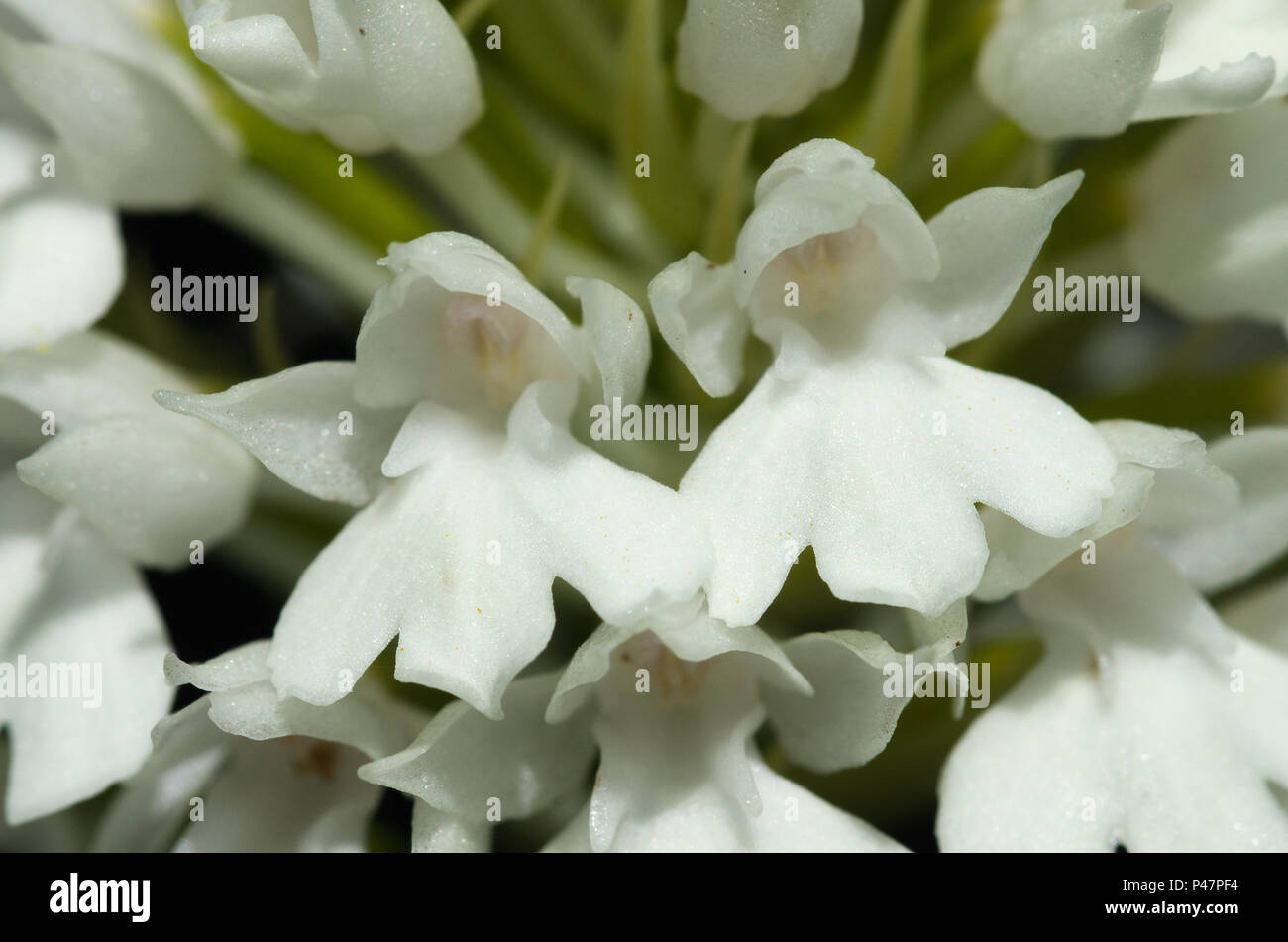 Rare white flowers - albiflora - version of wild pyramidal orchid (Anacamptis pyramidalis). Flower detail. Serra da Arrabida, Portugal. Stock Photo
