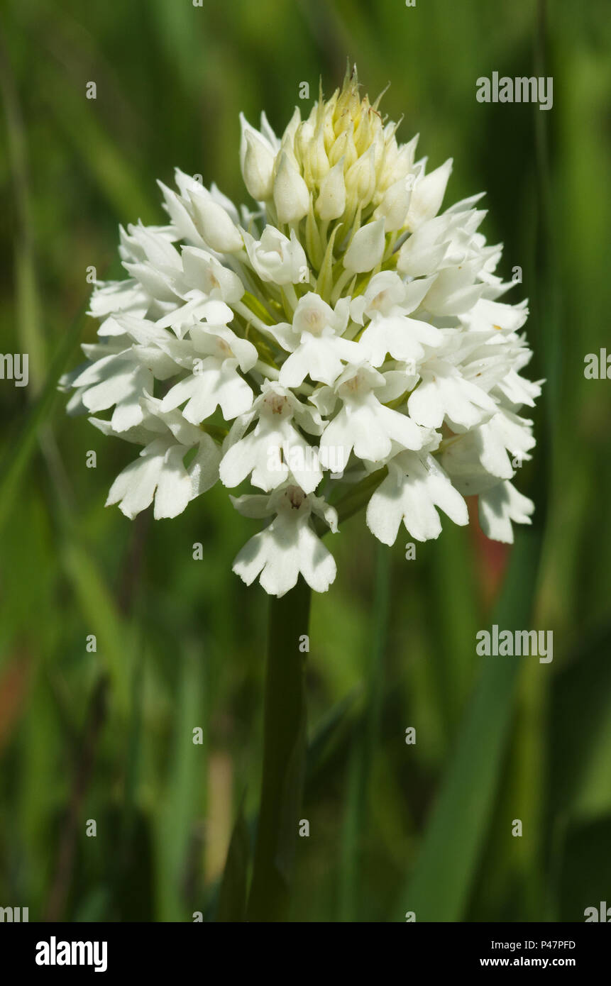 Rare white flowers inflorescence - albiflora - version of wild pyramidal orchid (Anacamptis pyramidalis) over a natural green out of focus background. Stock Photo