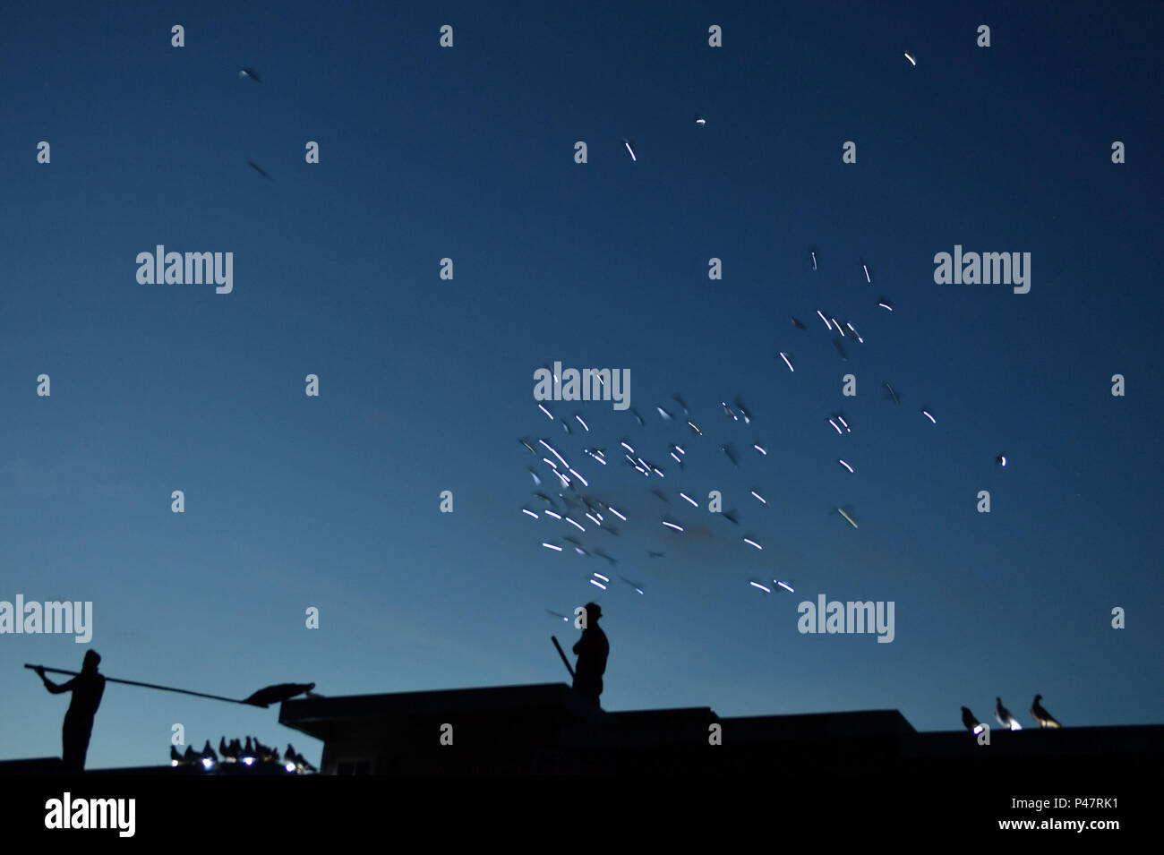 Some of the 1500 pigeons taking to the night sky in Thamesmead choreographed by artist Duke Riley. Stock Photo