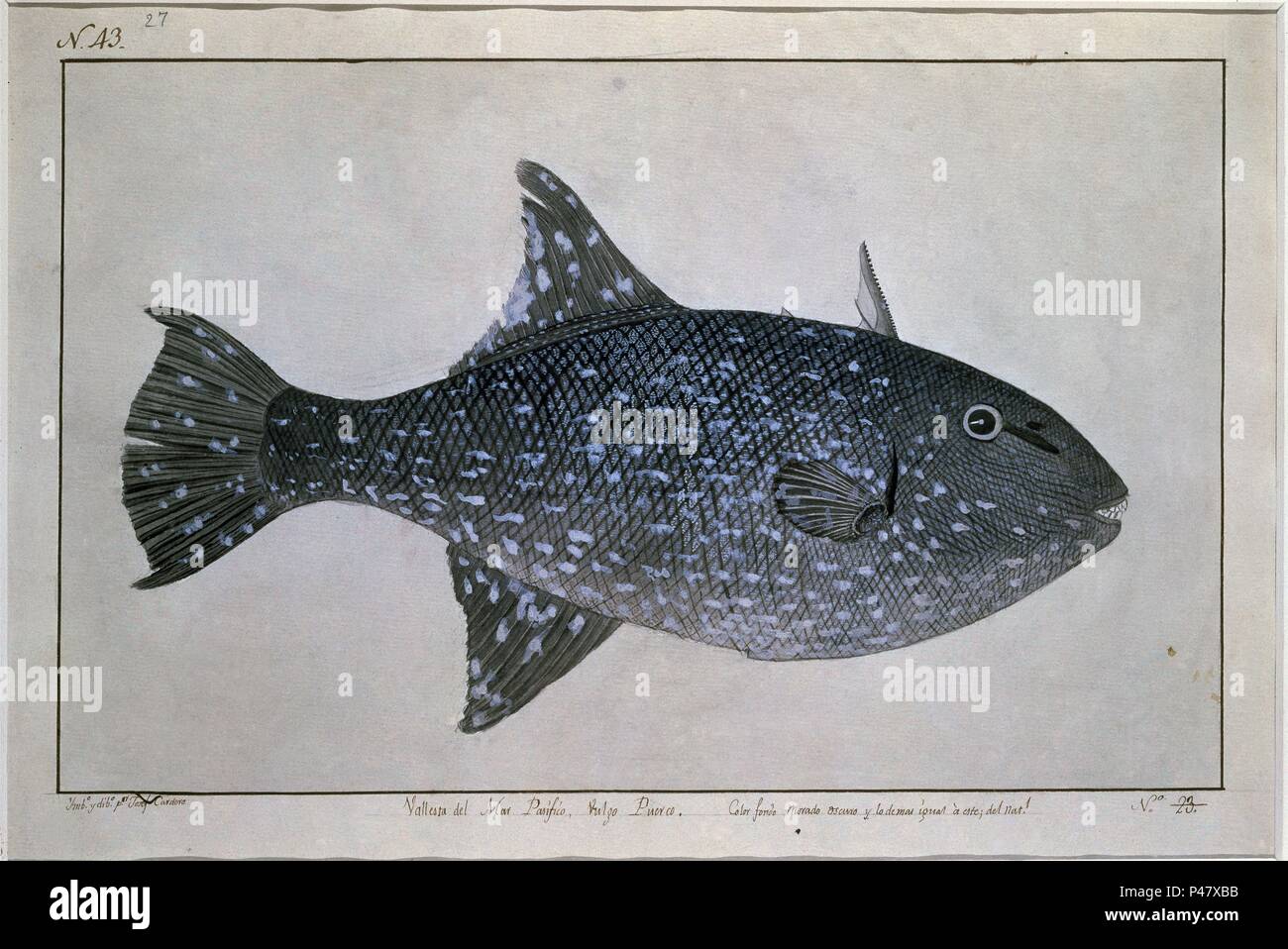 Josef cardero hi-res stock photography and images - Alamy, image size:1300x958