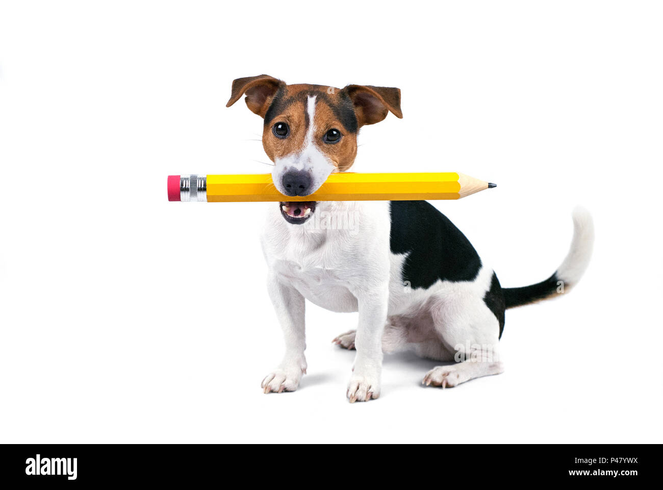 dog-holding-pencil
