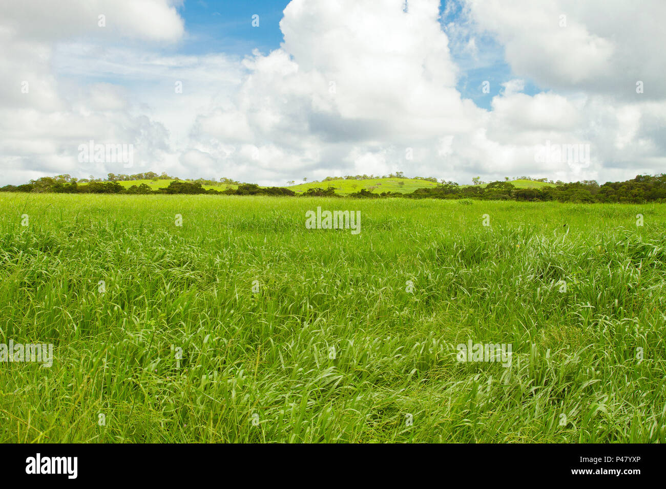 BONITO, MATO GROSSO DO SUL - 23/01/2012: Área de pastagem sem o gado na  região Centro Oeste. (Foto: Daniel De Granville / Fotoarena Stock Photo -  Alamy