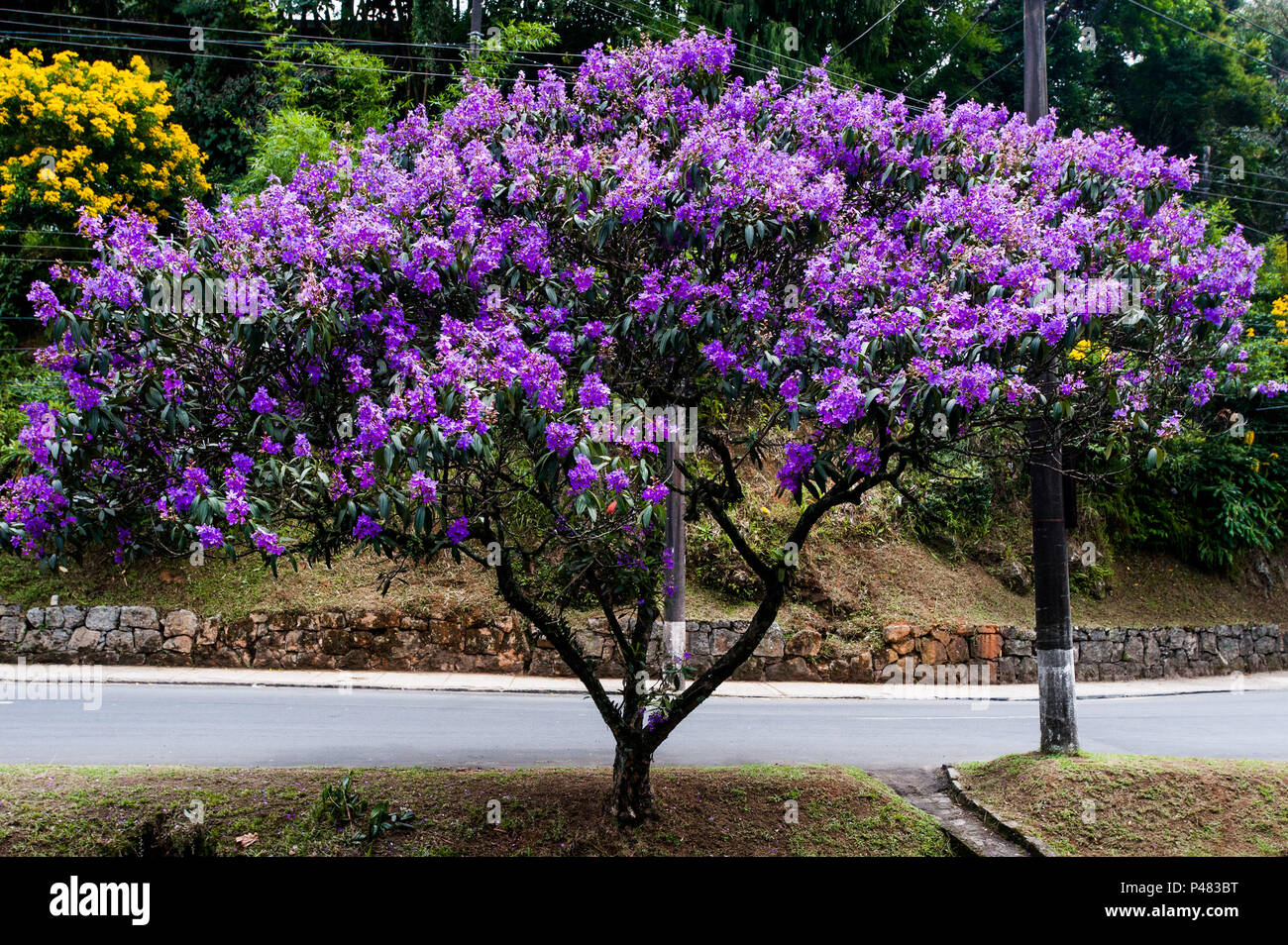 Ipe roxo hi-res stock photography and images - Alamy